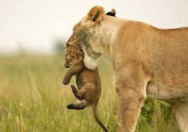 Ejemplo de maternidad.